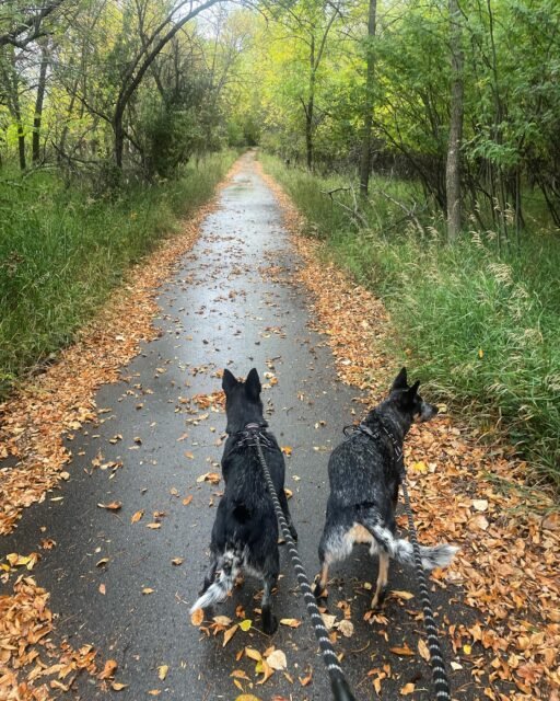 The current view of a 30 week pregnant woman being drug through a beautiful fall path by two strong willed blue heelers. 
#gratefulwaddle #3rdtrimester