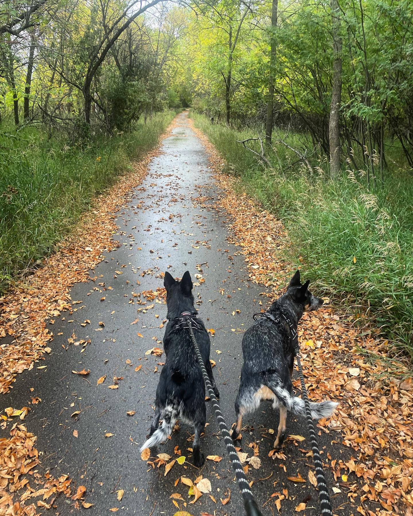 The current view of a 30 week pregnant woman being drug through a beautiful fall path by two strong willed blue heelers. 
#gratefulwaddle #3rdtrimester