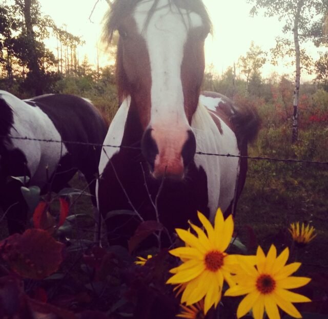 My friend was laid to rest today, a little too soon for my liking. Maverick, my four legged friend of 15 years passed away, and he was the best 16th birthday present ever...I thank God so much for letting me have a horse that basically was a large dog. I was able to share him with many friends and to be used for ministry. When I get to Heaven, I asking Jesus if I can have 10 Mavericks - literally the best horse. He was silly, personable, always up to see you, and he rode like the wind. I didn't know how to date in high school because I would rather go adventuring with my horse in some alfalfa field.

Thank you God for Maverick. Thanks Wendy for taking care of Maverick in his final season. ☀️